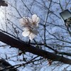 今日の桜、散歩、ランチ