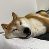 前庭疾患ってどんな病気？うちのワンちゃんがかかったときの話