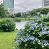 雨の旧芝離宮恩賜庭園で紫陽花散歩