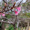 最後の登園日