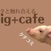 都会のど真ん中でマイクロ豚に癒される！原宿・竹下通り『mipig+cafe』の口コミ