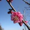 梅は咲いたか　綾部山梅林　兵庫県　たつの市