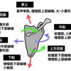 ＃3　美背中目指そう「肩甲骨！！」　×　発寒西町整骨院