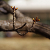 中央公園の河津桜