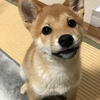 柴犬あきとの生活　60