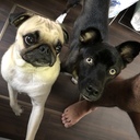 犬も猫も人間もハッピーに♡