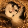 総括・ねこって操体っぽい