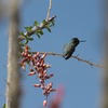 コスタハチドリ(Costa's Hummingbird)