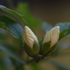 木槿