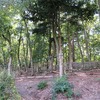 道の駅こすげの裏（山梨県北都留郡小菅村）