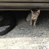 野良子猫発見から9日目