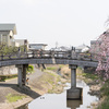 京都八幡・安居橋のさくらさざなみ市と高校吹奏楽部