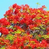 ’Ōhaiʻula,  Royal Poinciana （鳳凰木）