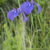 ノハナショウブ　葦毛湿原の花