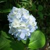 梅雨の晴れ間の紫陽花とチェリーのタルト。