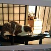 猫忍　感想