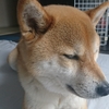主バカ三連単
