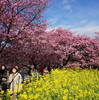 長年の夢であった伊豆河津で桜を見る