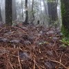 霧の中の森　どこまで行っても地面にクモの巣