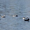 今年もやって来た水鳥達