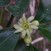 Illicium anisatum　シキミ