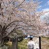 水戸の桜　その4　三の丸庁舎周辺