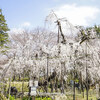 一年ぶりの伏姫桜は満開でした。＠真間山弘法寺 千葉県市川市　2017