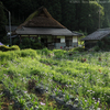 再びお花畑へ。つづき。