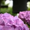 成正寺の紫陽花