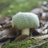 アイタケ（Russula virescens）- 松江城マッシュルームマップ -