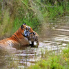 Know About Tadoba National Park