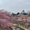 百名城　掛川城 (静岡県掛川市) 番外編 -満開の掛川桜とともに