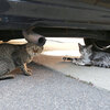 車と猫　車中泊について