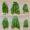 ヨレヨレの葉物野菜が〇〇で驚くほどシャッキリ！