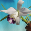 Cattleya pumila fma.coerulea 'Tokyo'