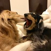 アンココの静かなる会話。
