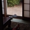 野良猫で遊んでみた