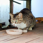 我が家の外猫