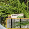 家庭菜園 ニラ01【雨の合間に収穫】