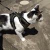 散歩が自衛隊訓練のようになる猫