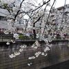 「桜の名所に行く 2025（目黒川）」