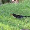 ムラサキモリヤツガシラ Violet Woodhoopoe