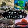 丈夫で美しい大型プレコおすすめ10選！人気の種類と飼育の注意点も紹介