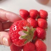 かわいいあまおう🍓じーじからのプレゼント