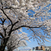 岩手山と川沿いの桜