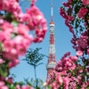 【PL filterで鮮やかに】東京タワーを新緑と薔薇で囲ってみた！