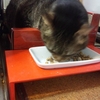 療法食を食べない猫ちゃんのために