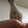 文鳥はYを隠している