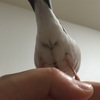 文鳥はYを隠している