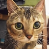 チョビちゃんの巻